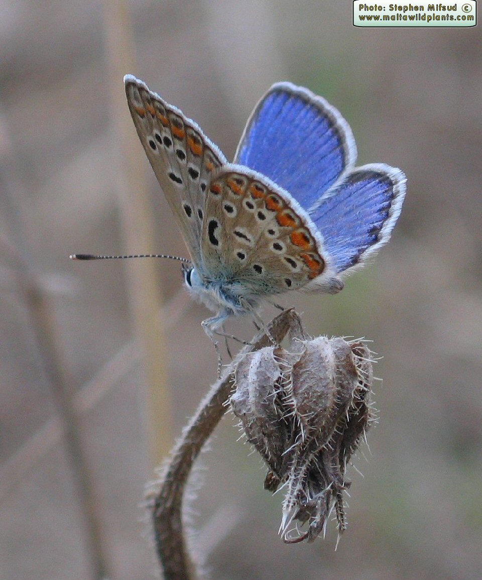 Polyommatus icarus (Common Blue). This page is part of www.MaltaWildPlants.com website by Stephen Mifsud, Malta