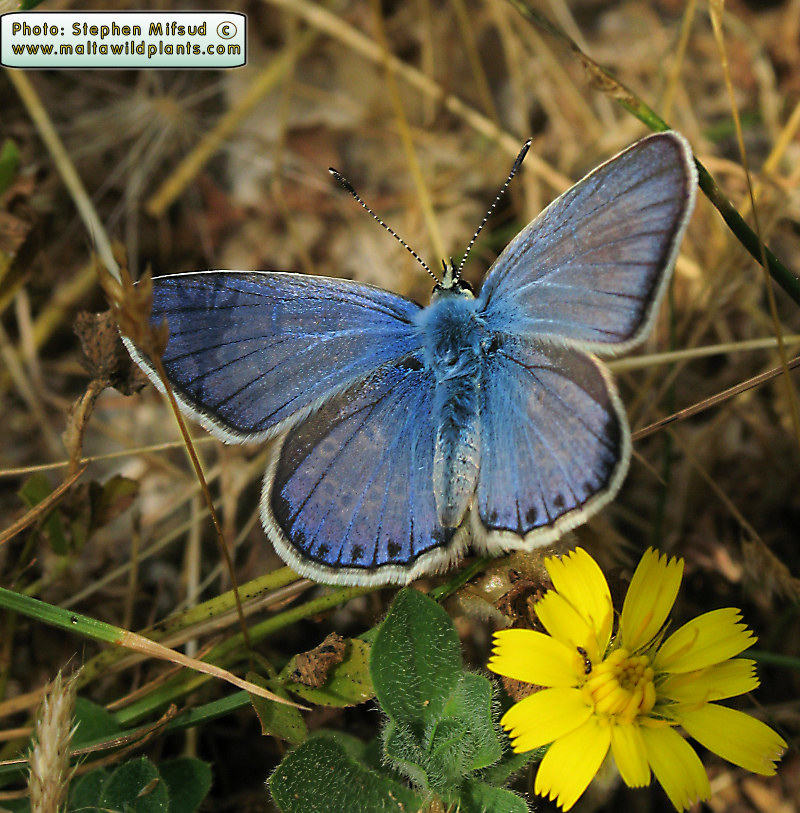 Polyommatus icarus (Common Blue). This page is part of www.MaltaWildPlants.com website by Stephen Mifsud, Malta
