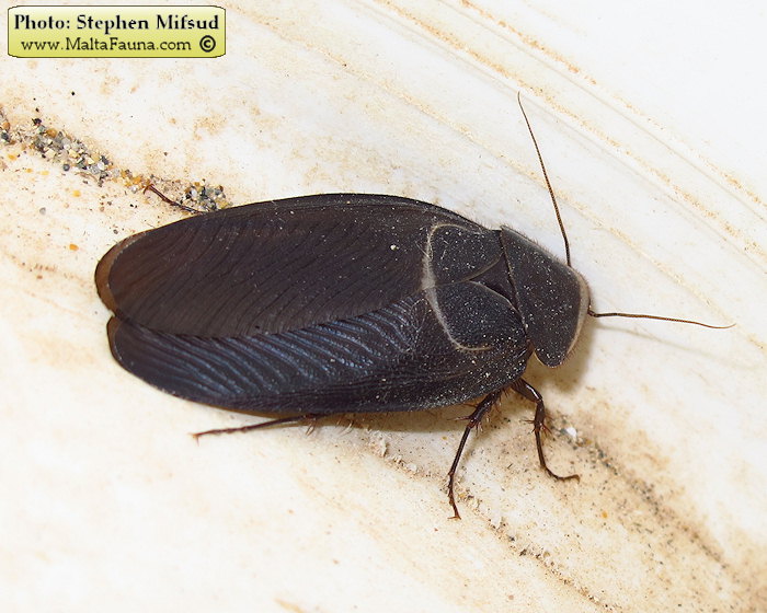 Polyphaga aegyptiaca (Egyptian Sand Roach). This page is part of www.MaltaWildPlants.com website by Stephen Mifsud, Malta