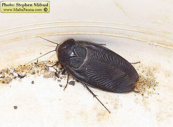 Polyphaga aegyptiaca (Egyptian Sand Roach). This page is part of www.MaltaWildPlants.com website by Stephen Mifsud, Malta