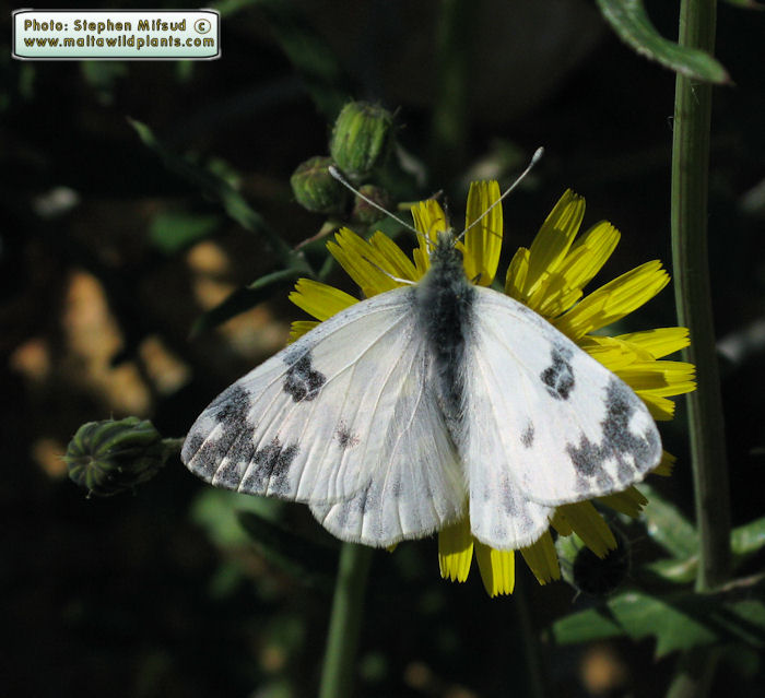 Pontia edusa (Eastern Bath White). This page is part of www.MaltaWildPlants.com website by Stephen Mifsud, Malta