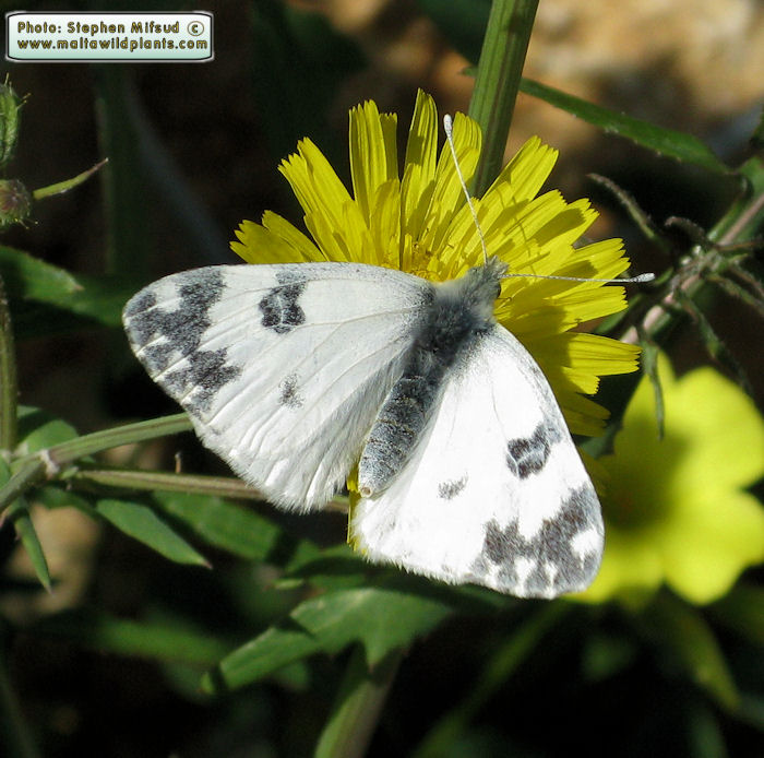 Pontia edusa (Eastern Bath White). This page is part of www.MaltaWildPlants.com website by Stephen Mifsud, Malta