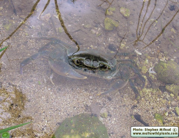 Potamon fluviatile lanfrancoi (Maltese Fresh Water Crab). This page is part of www.MaltaWildPlants.com website by Stephen Mifsud, Malta