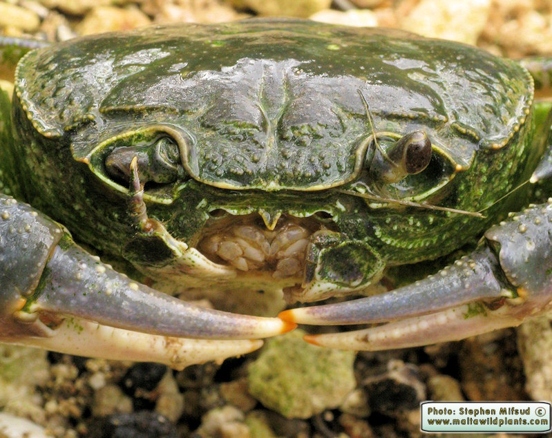 Potamon fluviatile lanfrancoi (Maltese Fresh Water Crab). This page is part of www.MaltaWildPlants.com website by Stephen Mifsud, Malta