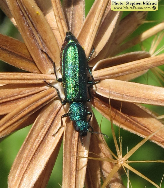 Psilothrix viridicoerulea (Soft-winged flower beetle). This page is part of www.MaltaWildPlants.com website by Stephen Mifsud, Malta