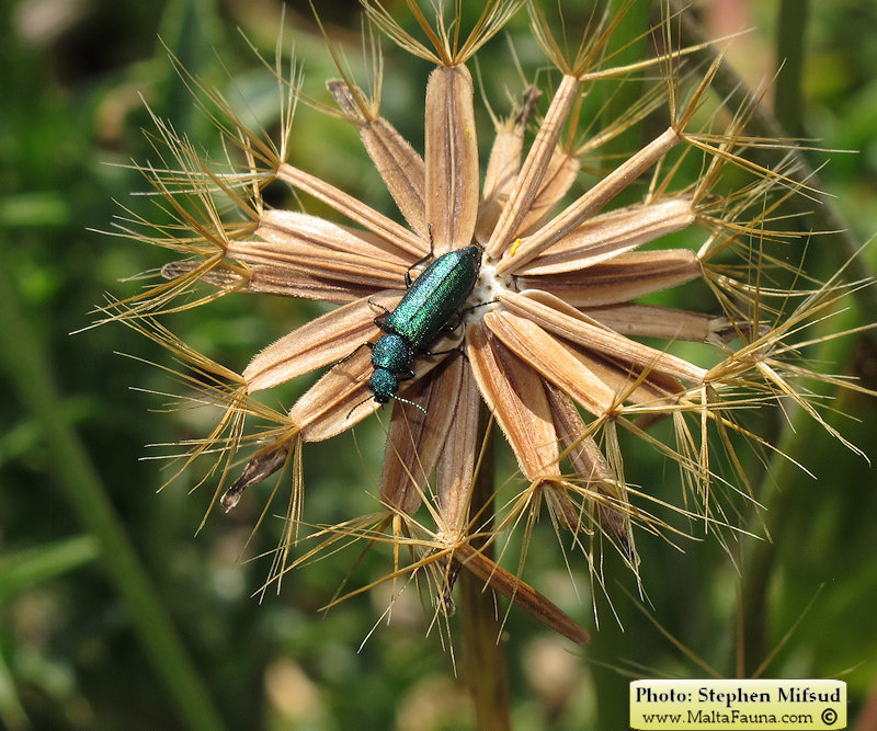 Psilothrix viridicoerulea (Soft-winged flower beetle). This page is part of www.MaltaWildPlants.com website by Stephen Mifsud, Malta