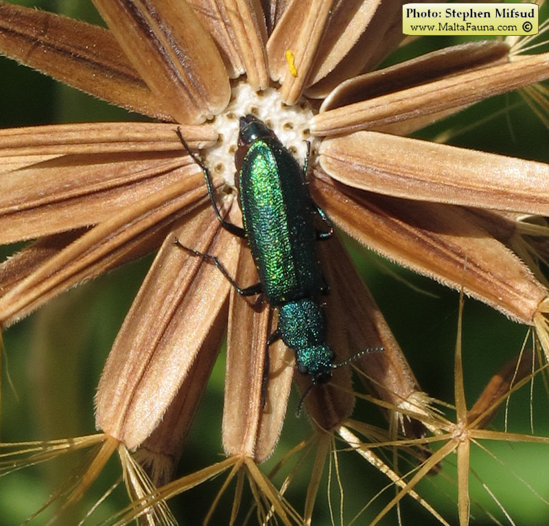 Psilothrix viridicoerulea (Soft-winged flower beetle). This page is part of www.MaltaWildPlants.com website by Stephen Mifsud, Malta