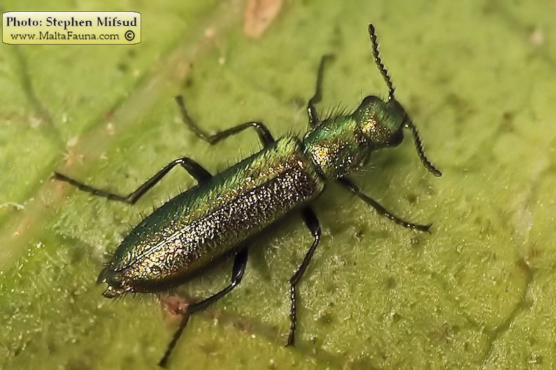 Psilothrix viridicoerulea (Soft-winged flower beetle). This page is part of www.MaltaWildPlants.com website by Stephen Mifsud, Malta