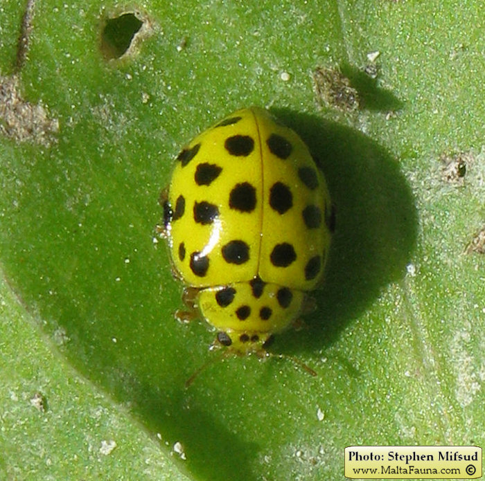 Psyllobora vigintiduopunctata (22-spot Ladybird). This page is part of www.MaltaWildPlants.com website by Stephen Mifsud, Malta