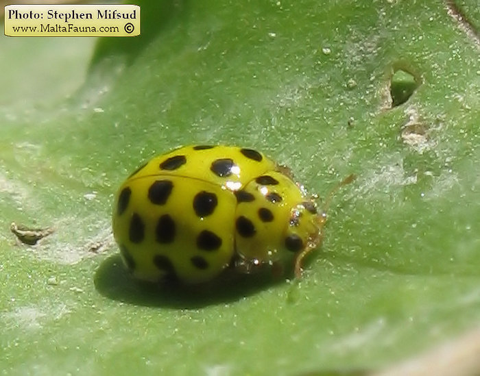 Psyllobora vigintiduopunctata (22-spot Ladybird). This page is part of www.MaltaWildPlants.com website by Stephen Mifsud, Malta