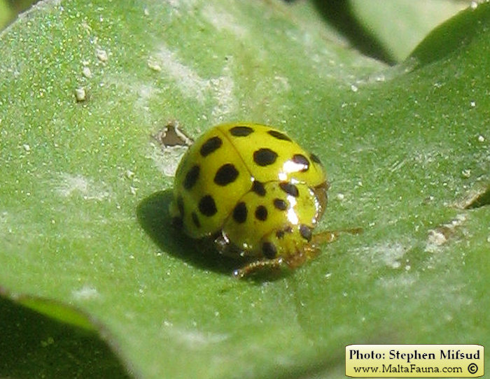 Psyllobora vigintiduopunctata (22-spot Ladybird). This page is part of www.MaltaWildPlants.com website by Stephen Mifsud, Malta
