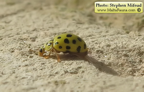 Psyllobora vigintiduopunctata (22-spot Ladybird). This page is part of www.MaltaWildPlants.com website by Stephen Mifsud, Malta