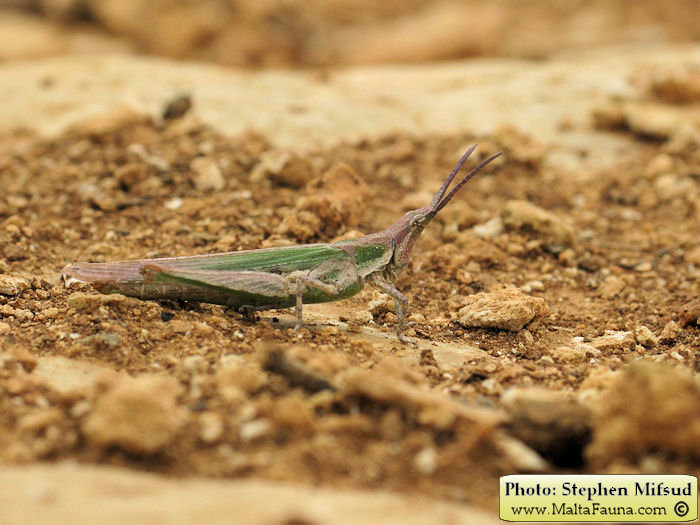 Pyrgomorpha conica (Conical gaudy grasshopper). This page is part of www.MaltaWildPlants.com website by Stephen Mifsud, Malta