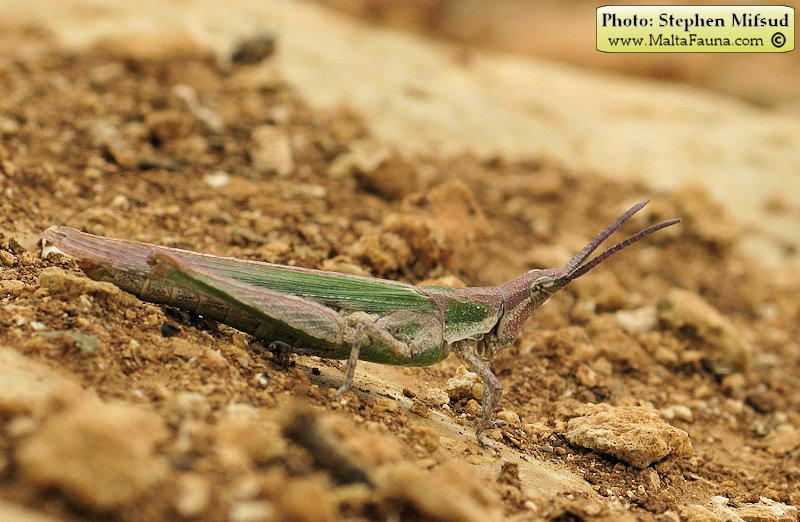 Pyrgomorpha conica (Conical gaudy grasshopper). This page is part of www.MaltaWildPlants.com website by Stephen Mifsud, Malta