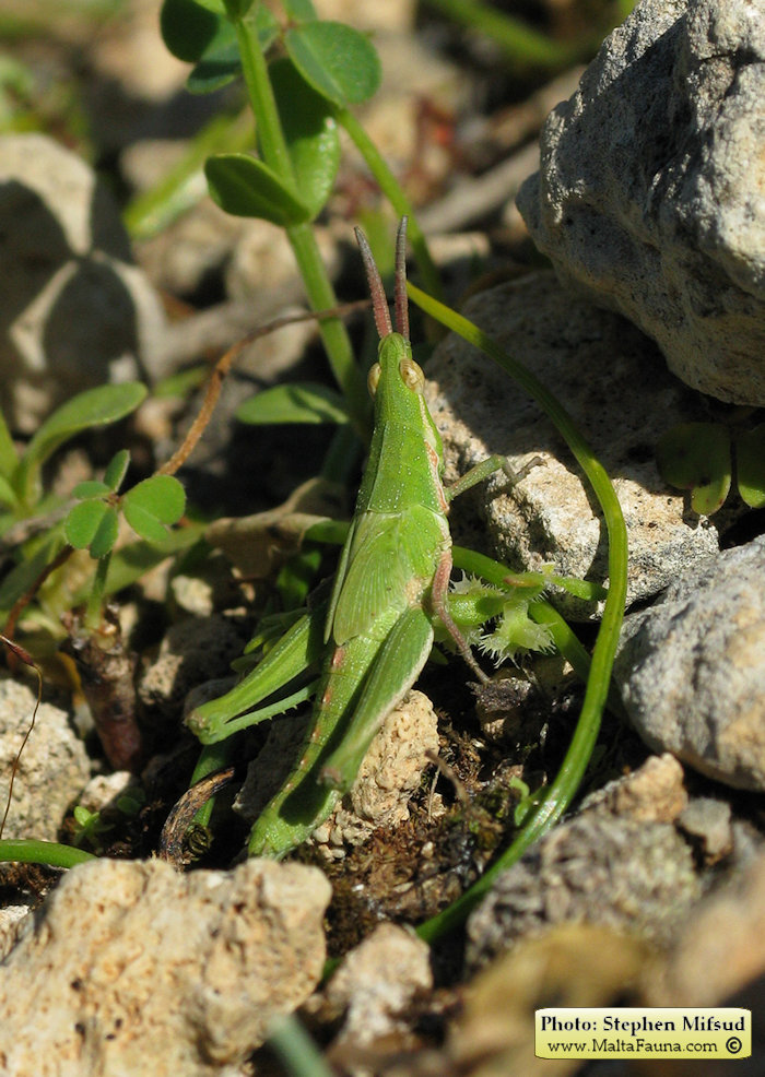 Pyrgomorpha conica (Conical gaudy grasshopper). This page is part of www.MaltaWildPlants.com website by Stephen Mifsud, Malta