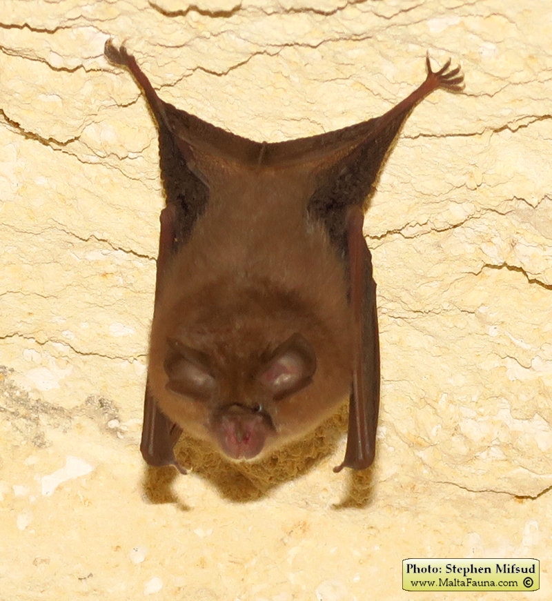 Rhinolophus_hipposideros (Lesser horseshoe bat). This page is part of www.MaltaWildPlants.com website by Stephen Mifsud, Malta
