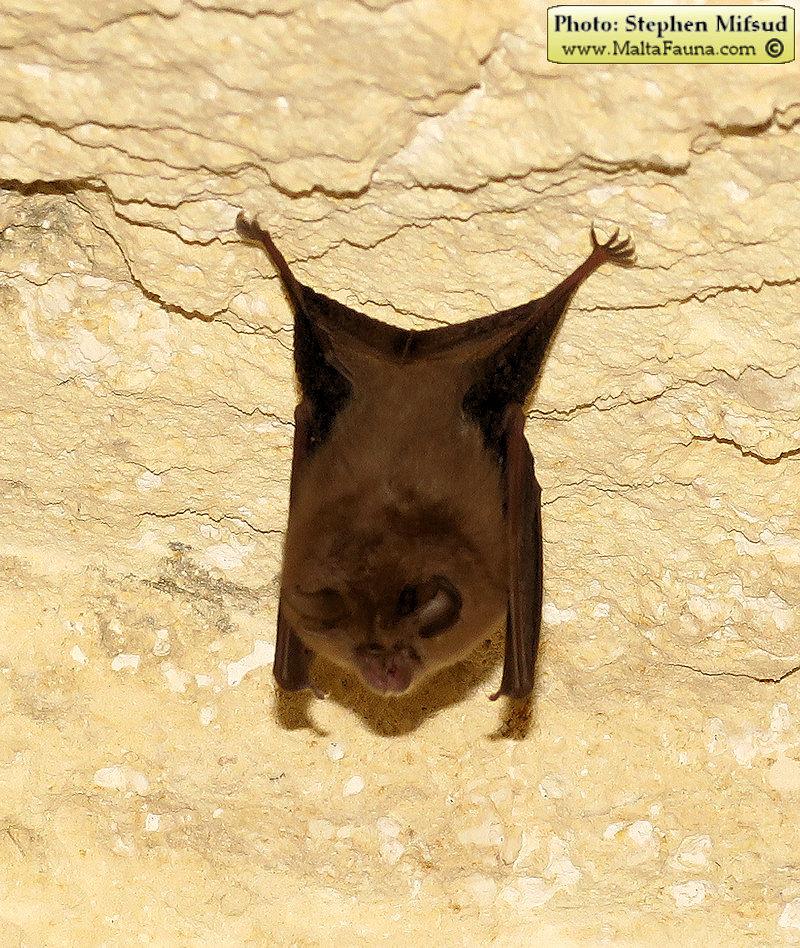Rhinolophus_hipposideros (Lesser horseshoe bat). This page is part of www.MaltaWildPlants.com website by Stephen Mifsud, Malta
