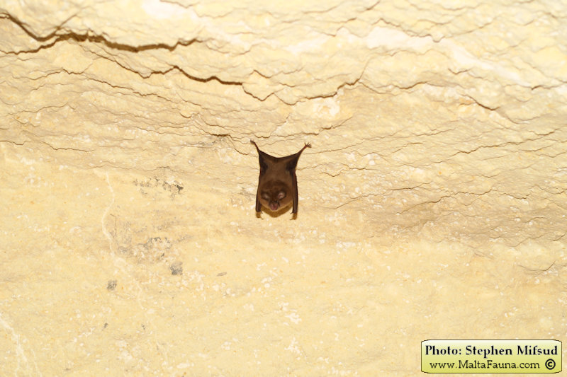 Rhinolophus_hipposideros (Lesser horseshoe bat). This page is part of www.MaltaWildPlants.com website by Stephen Mifsud, Malta