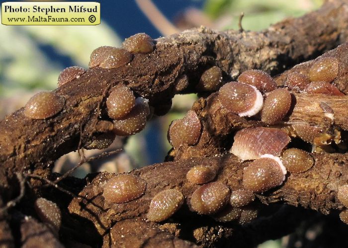 Rhizopulvinaria artemisiae (English name not known). This page is part of www.MaltaWildPlants.com website by Stephen Mifsud, Malta
