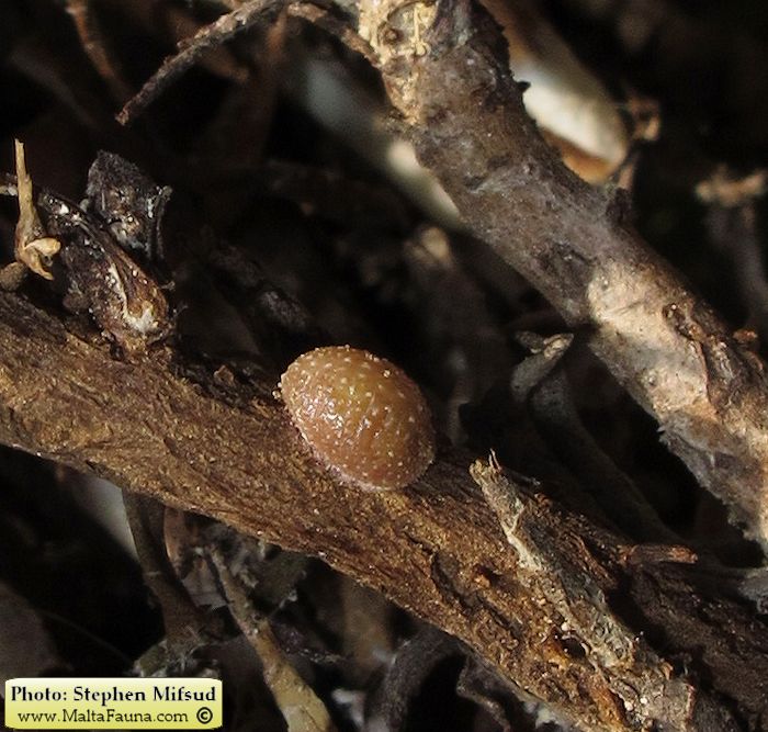 Rhizopulvinaria artemisiae (English name not known). This page is part of www.MaltaWildPlants.com website by Stephen Mifsud, Malta