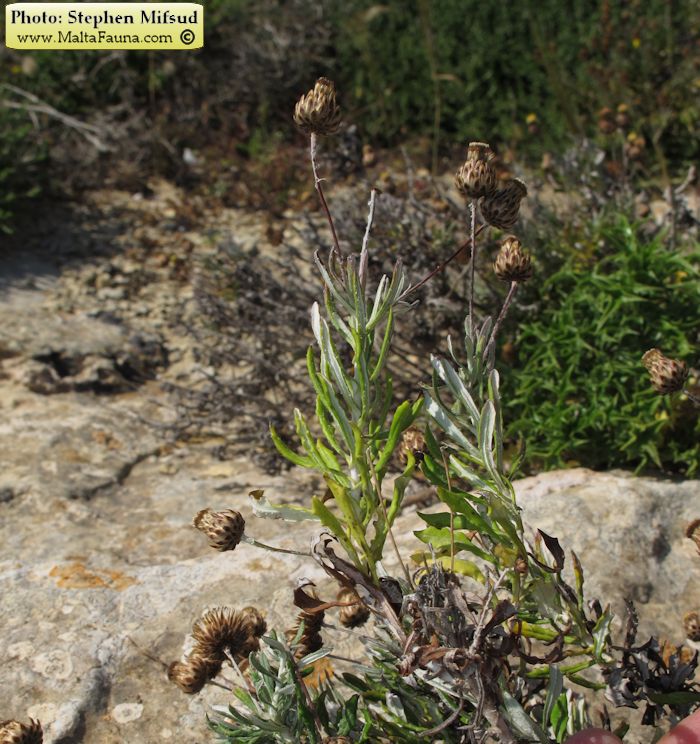 Rhizopulvinaria artemisiae (English name not known). This page is part of www.MaltaWildPlants.com website by Stephen Mifsud, Malta