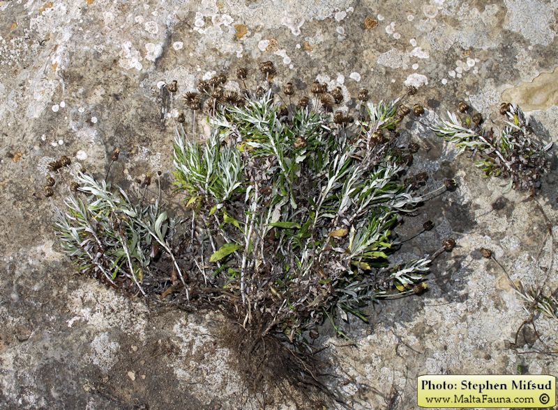 Rhizopulvinaria artemisiae (English name not known). This page is part of www.MaltaWildPlants.com website by Stephen Mifsud, Malta