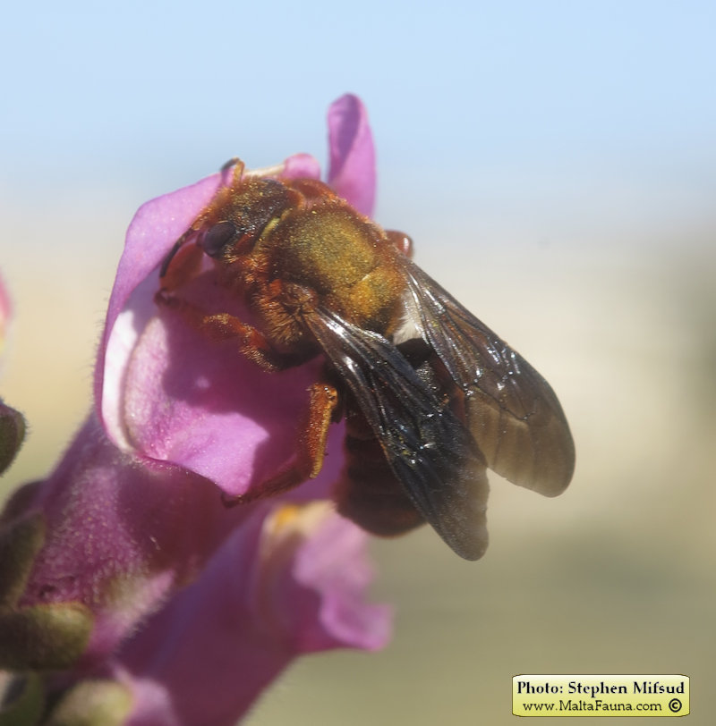 Rhodanthidium siculum (Sicilian Snail-Shell Bee). This page is part of www.MaltaWildPlants.com website by Stephen Mifsud, Malta