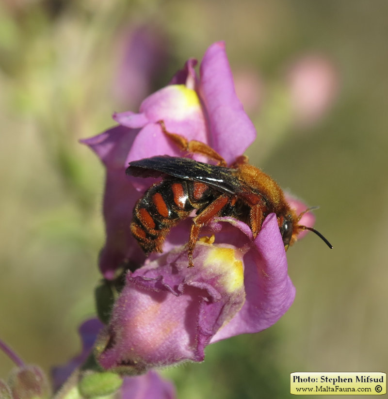 Rhodanthidium siculum (Sicilian Snail-Shell Bee). This page is part of www.MaltaWildPlants.com website by Stephen Mifsud, Malta