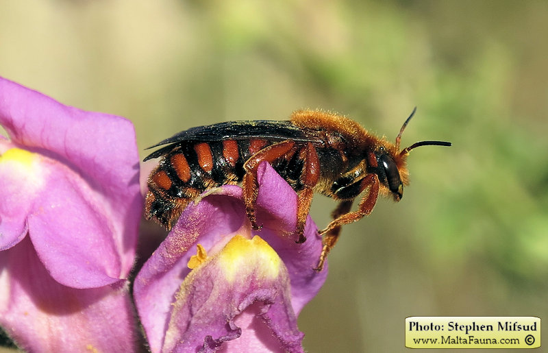 Rhodanthidium siculum (Sicilian Snail-Shell Bee). This page is part of www.MaltaWildPlants.com website by Stephen Mifsud, Malta