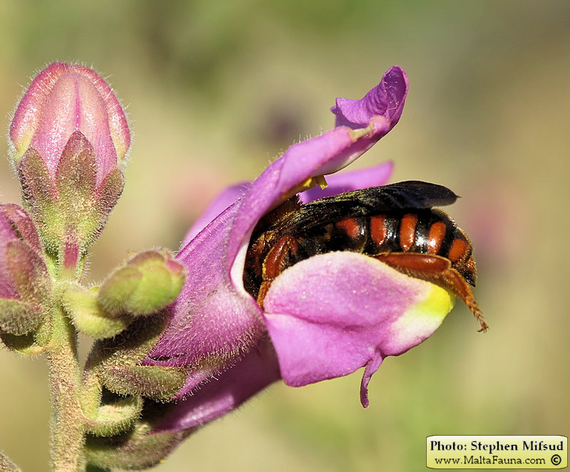 Rhodanthidium siculum (Sicilian Snail-Shell Bee). This page is part of www.MaltaWildPlants.com website by Stephen Mifsud, Malta