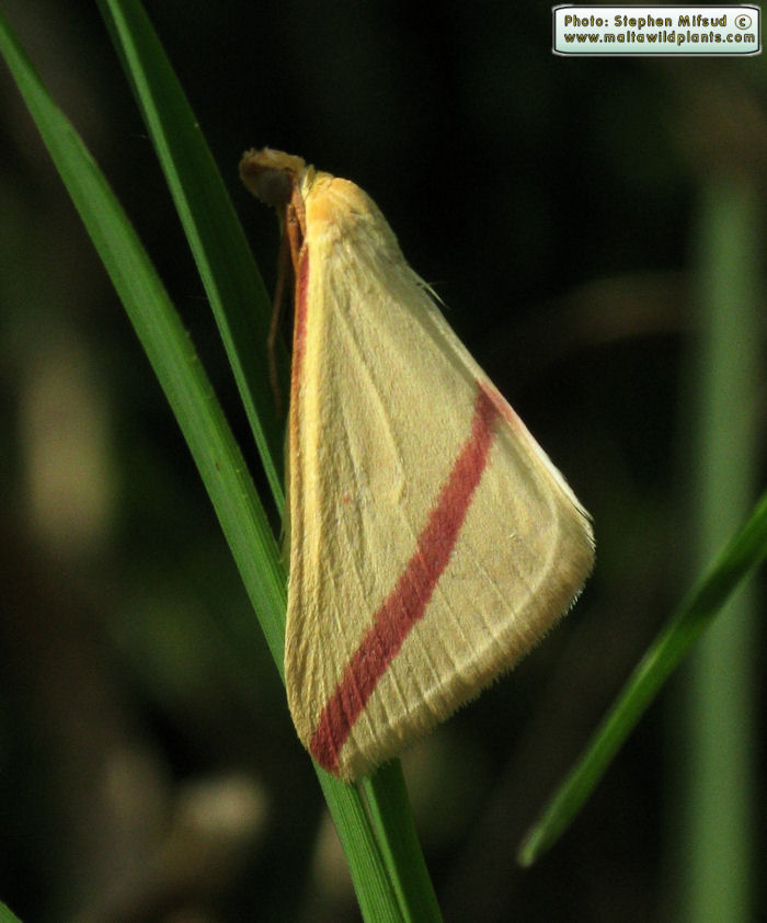 Rhodometra sacraria (Vestal). This page is part of www.MaltaWildPlants.com website by Stephen Mifsud, Malta