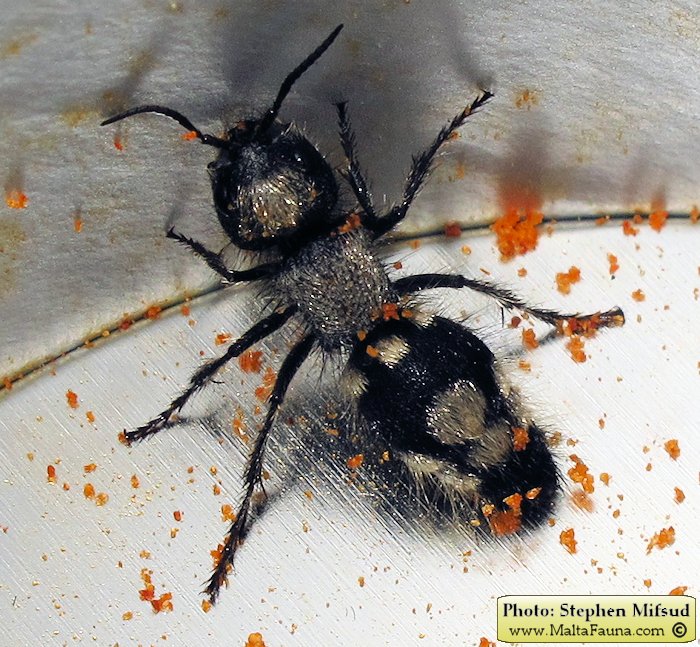 Ronisia barbara (Wild Spider Ant). This page is part of www.MaltaWildPlants.com website by Stephen Mifsud, Malta