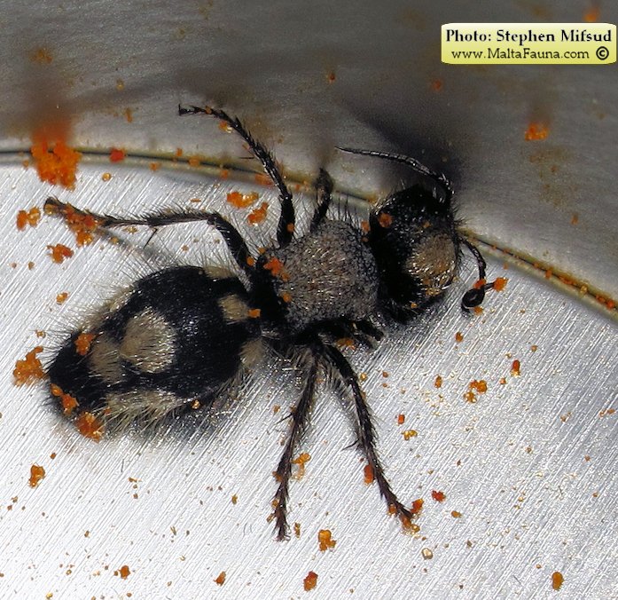 Ronisia barbara (Wild Spider Ant). This page is part of www.MaltaWildPlants.com website by Stephen Mifsud, Malta