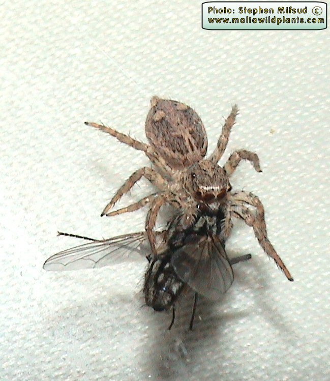 Salticidae sp. (Indeterminate species). This page is part of www.MaltaWildPlants.com website by Stephen Mifsud, Malta