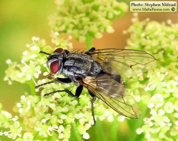 Sarcophaga carnaria (Common flesh fly). This page is part of www.MaltaWildPlants.com website by Stephen Mifsud, Malta