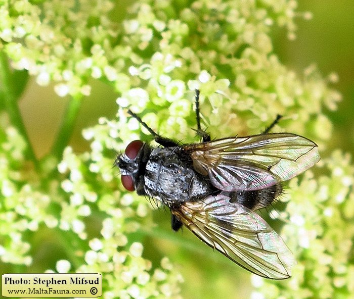 Sarcophaga carnaria (Common flesh fly). This page is part of www.MaltaWildPlants.com website by Stephen Mifsud, Malta