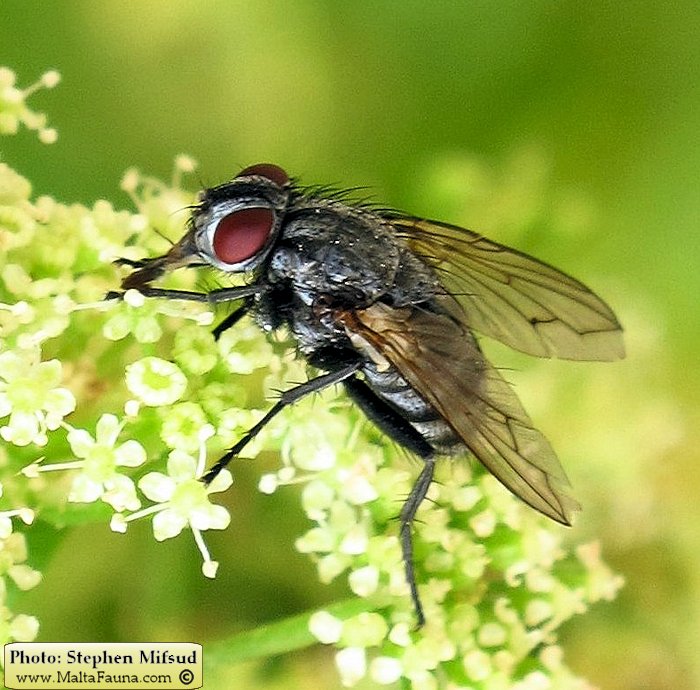 Sarcophaga carnaria (Common flesh fly). This page is part of www.MaltaWildPlants.com website by Stephen Mifsud, Malta