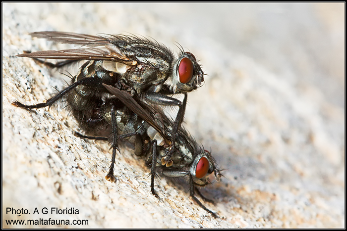Sarcophaga carnaria (Common flesh fly). This page is part of www.MaltaWildPlants.com website by Stephen Mifsud, Malta