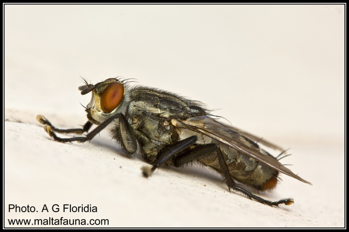 Sarcophaga carnaria (Common flesh fly). This page is part of www.MaltaWildPlants.com website by Stephen Mifsud, Malta
