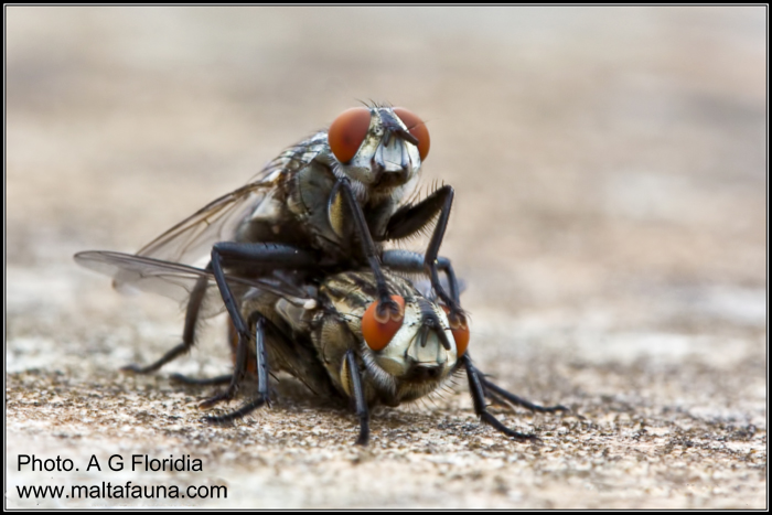 Sarcophaga carnaria (Common flesh fly). This page is part of www.MaltaWildPlants.com website by Stephen Mifsud, Malta