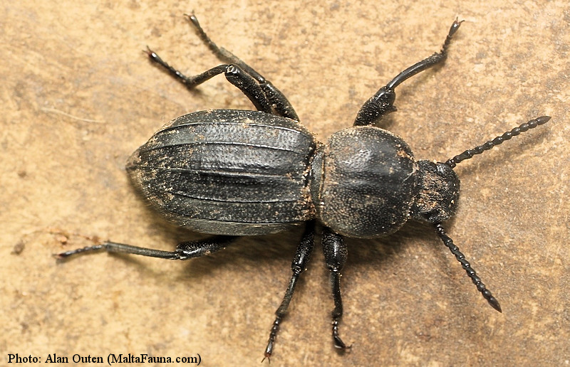 Scaurus striatus (English name not known). This page is part of www.MaltaWildPlants.com website by Stephen Mifsud, Malta