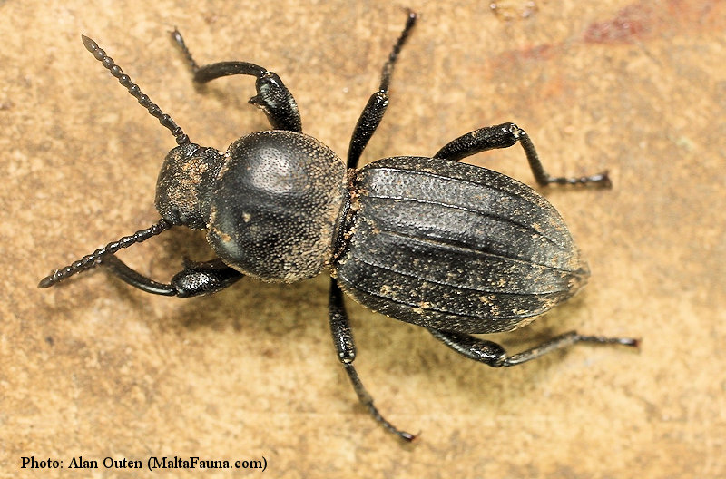 Scaurus striatus (English name not known). This page is part of www.MaltaWildPlants.com website by Stephen Mifsud, Malta