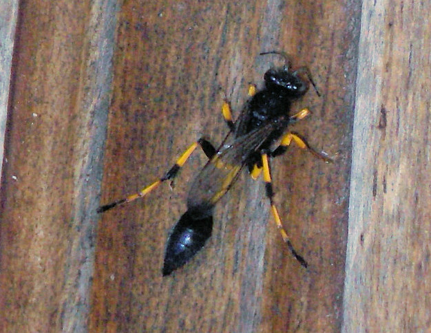 Sceliphron spirifex (Mud-dauber). This page is part of www.MaltaWildPlants.com website by Stephen Mifsud, Malta