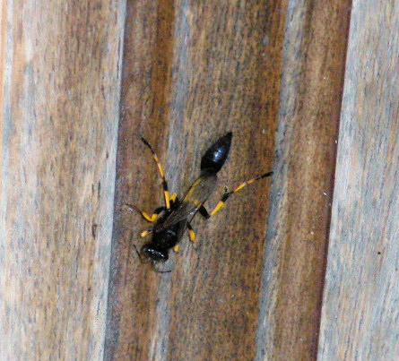 Sceliphron spirifex (Mud-dauber). This page is part of www.MaltaWildPlants.com website by Stephen Mifsud, Malta