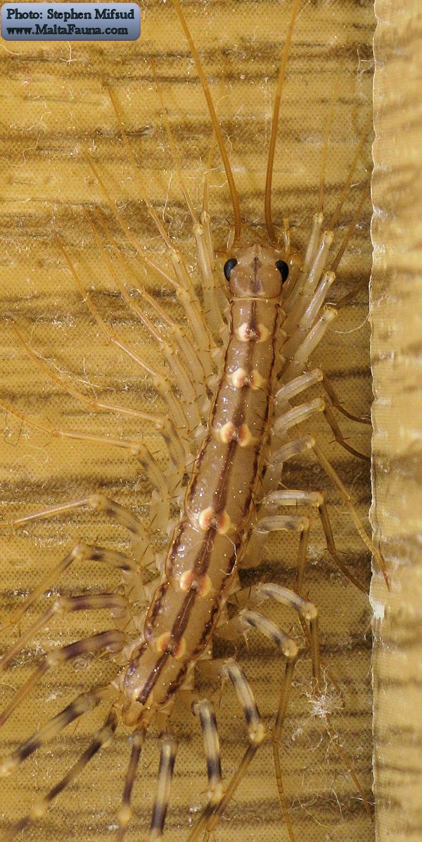 Scutigera coleoptrata (House centipede). This page is part of www.MaltaWildPlants.com website by Stephen Mifsud, Malta