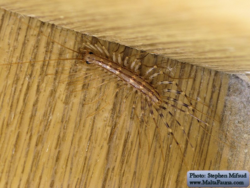 Scutigera coleoptrata (House centipede). This page is part of www.MaltaWildPlants.com website by Stephen Mifsud, Malta