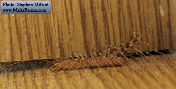 Scutigera coleoptrata (House centipede). This page is part of www.MaltaWildPlants.com website by Stephen Mifsud, Malta