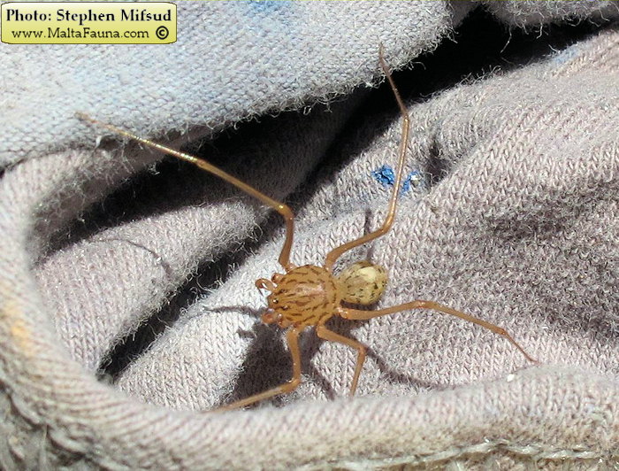 Scytodes thoracica (Spitting spider). This page is part of www.MaltaWildPlants.com website by Stephen Mifsud, Malta