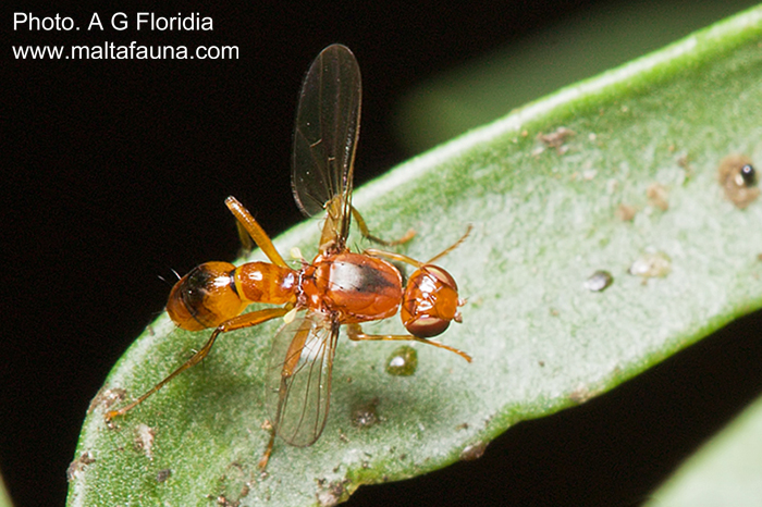 Sepsis lateralis (Scavenger Fly). This page is part of www.MaltaWildPlants.com website by Stephen Mifsud, Malta