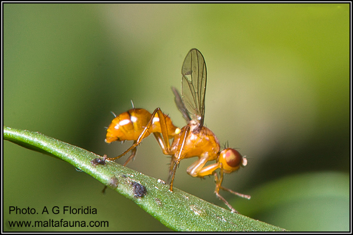 Sepsis lateralis (Scavenger Fly). This page is part of www.MaltaWildPlants.com website by Stephen Mifsud, Malta